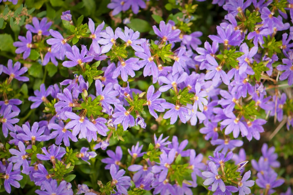 In a hanging pot, the long shoots of the fan flower are particularly striking