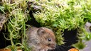 W&uuml;hlm&auml;use sehen putzig aus, bereiten Hobbyg&auml;rtner jedoch dennoch viel &Auml;rger