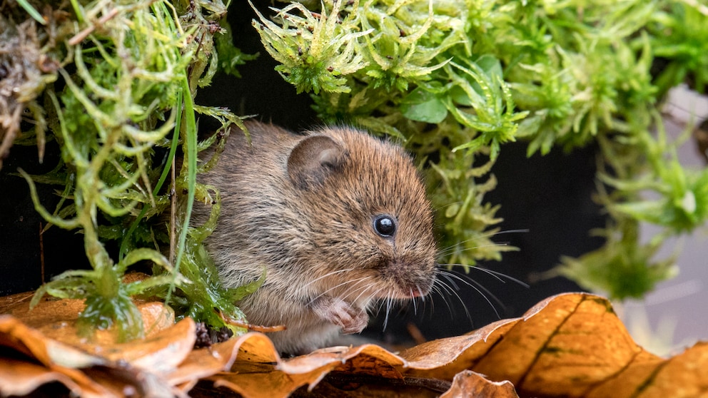 Wie man Wühlmäuse aus dem Garten vertreiben kann