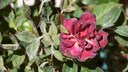 Echter Mehrlatu bef&auml;llt leider h&auml;ufig Rosen, doch man kann etwas dagegen tun
