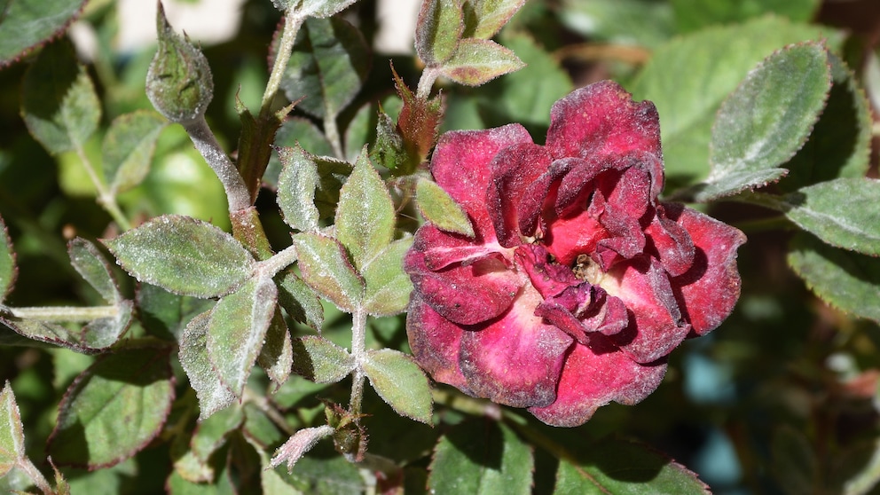 Echter Mehrlatu befällt leider häufig Rosen, doch man kann etwas dagegen tun