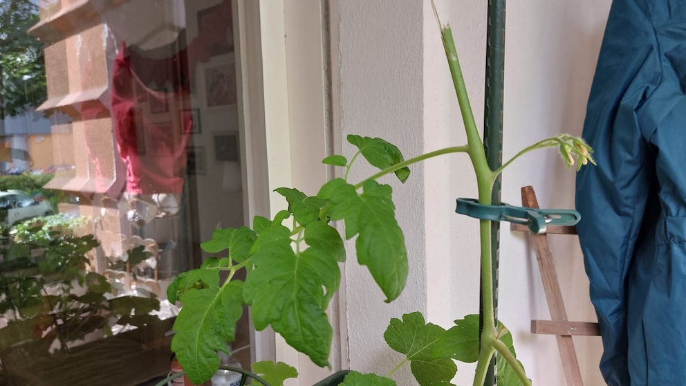 Ist eine Tomatenpflanze abgebrochen oder abgeknickt kann man sie noch retten