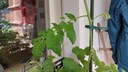 Ist eine Tomatenpflanze abgebrochen oder abgeknickt kann man sie noch retten