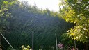 Hecke das Nachbarn zu hoch