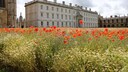 An der Universit&auml;t Cambridge, am King's College wachsen jetzt Blumen anstatt Rasen