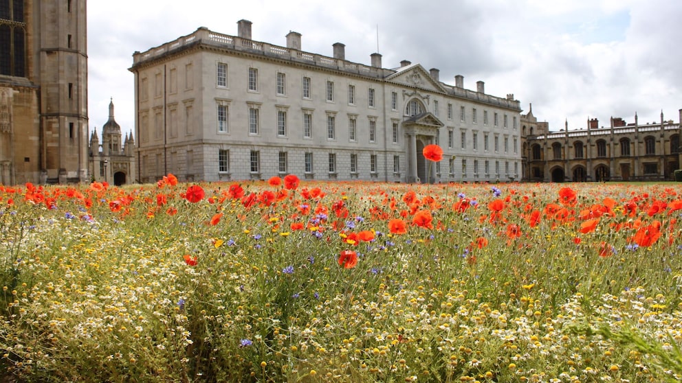 An der Universität Cambridge, am King's College wachsen jetzt Blumen anstatt Rasen