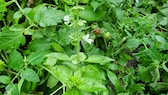 Basilikum ist ein beliebtes Küchenkraut, doch mit der Blüte verändert sich etwas in der Pflanze