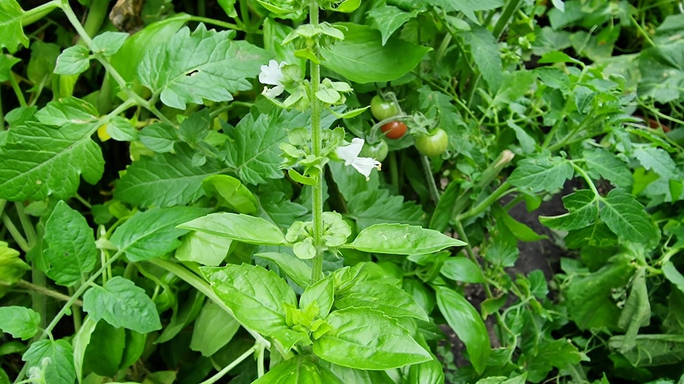 Basilikum ist ein beliebtes Küchenkraut, doch mit der Blüte verändert sich etwas in der Pflanze