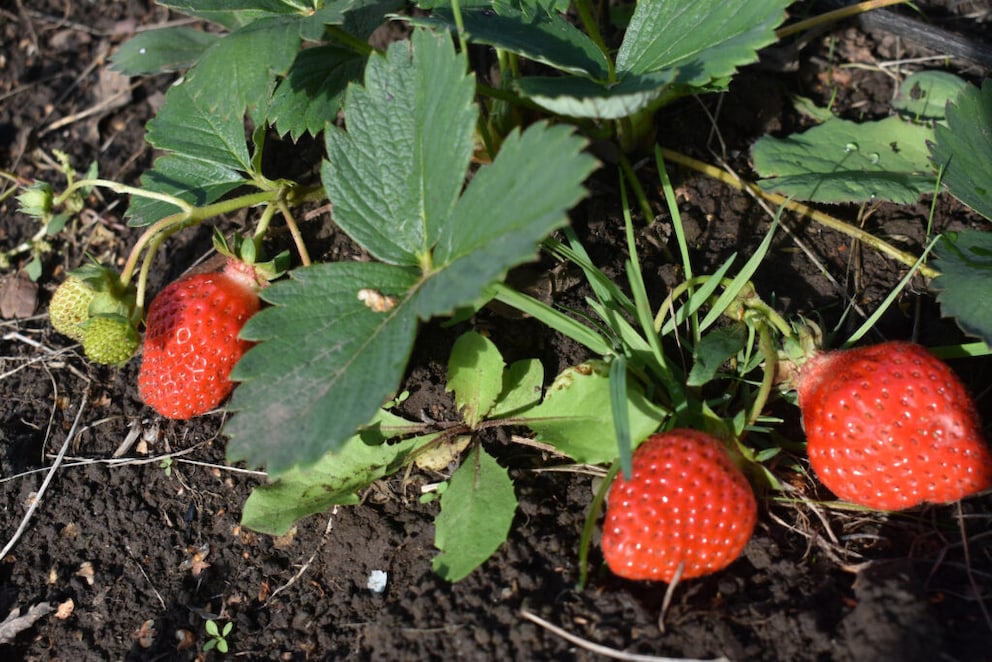 Wann man Erdbeeren im Sommer pflanzen sollte