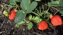 Erdbeeren im Sommer pflanzen