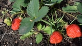 Erdbeeren im Sommer pflanzen