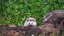 Igel im Garten