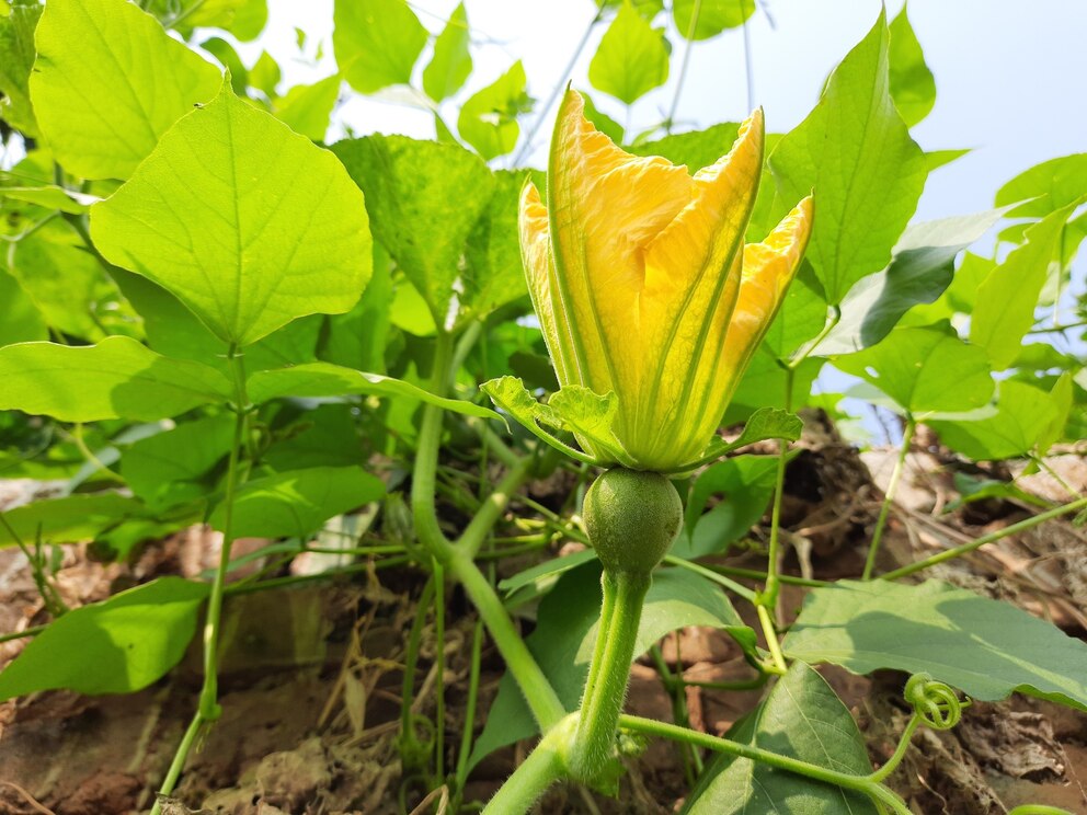 Weibliche Kürbisblüten bilden einen Fruchtstand unterhalb der Blüte aus