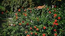 Roter Hibiskus