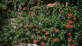 Roter Hibiskus