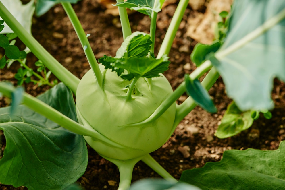 Kohlrabi