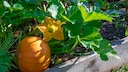 Männliche Kürbisblüten sollte man entfernen, sie bilden keine Früchte aus