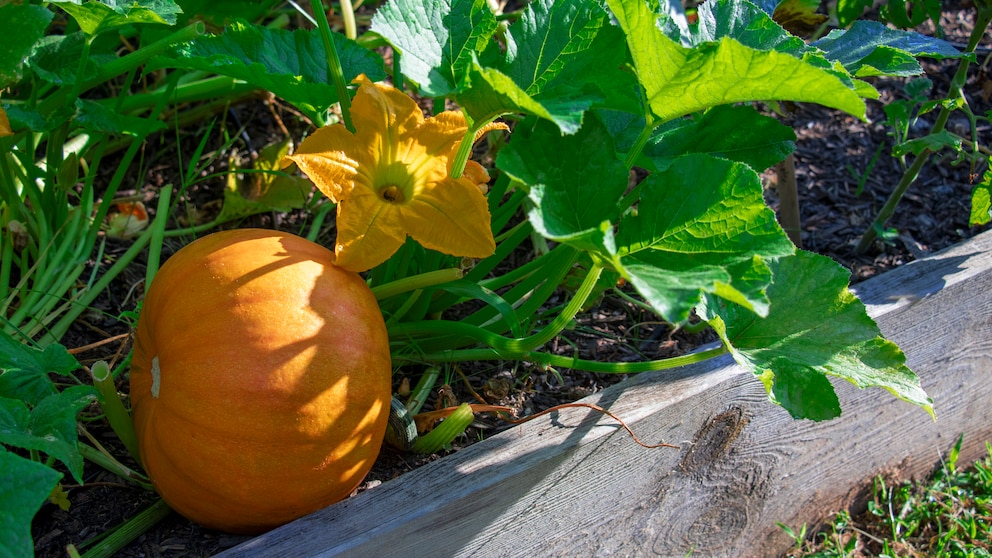 Männliche Kürbisblüten sollte man entfernen, sie bilden keine Früchte aus