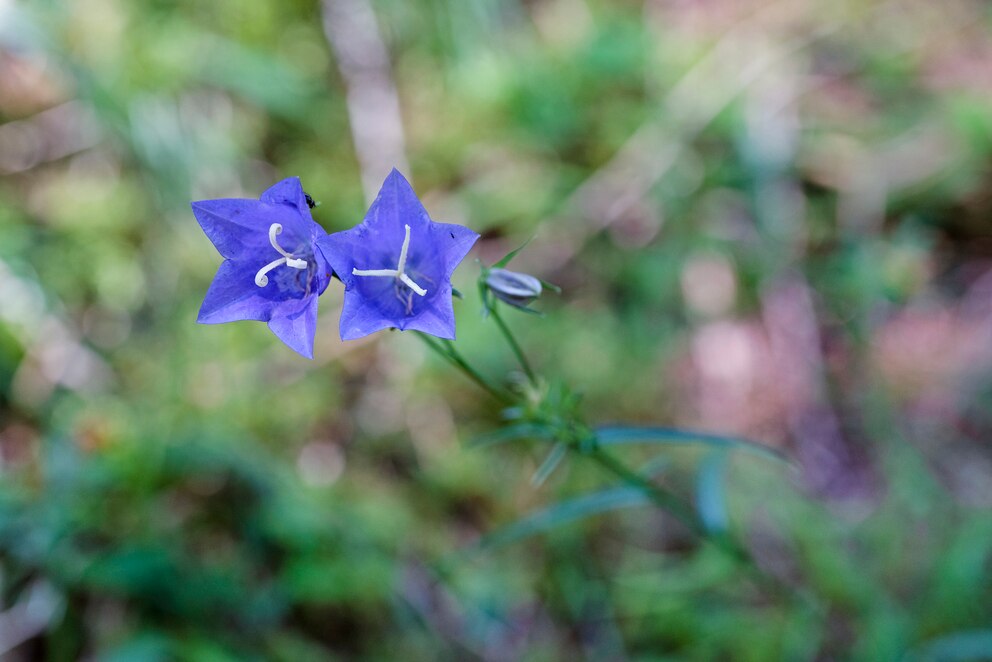 Pfirsichblättrige Glockenblume (Campanula persicifolia)