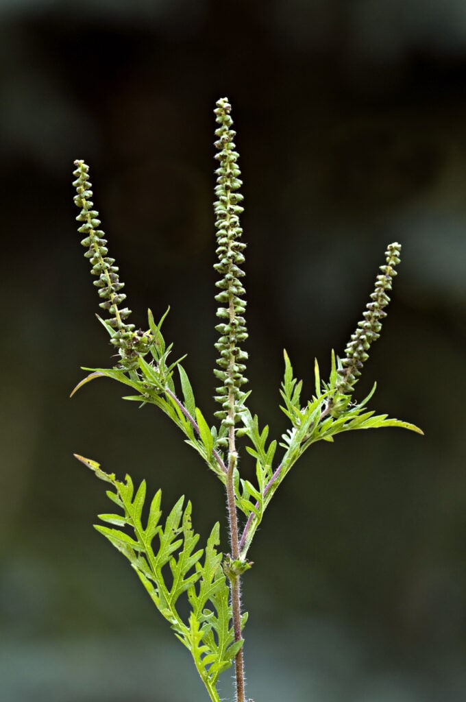If you find ragweed in the garden, you should remove the plant immediately