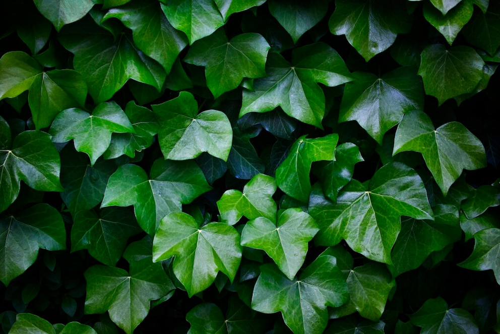 Ivy