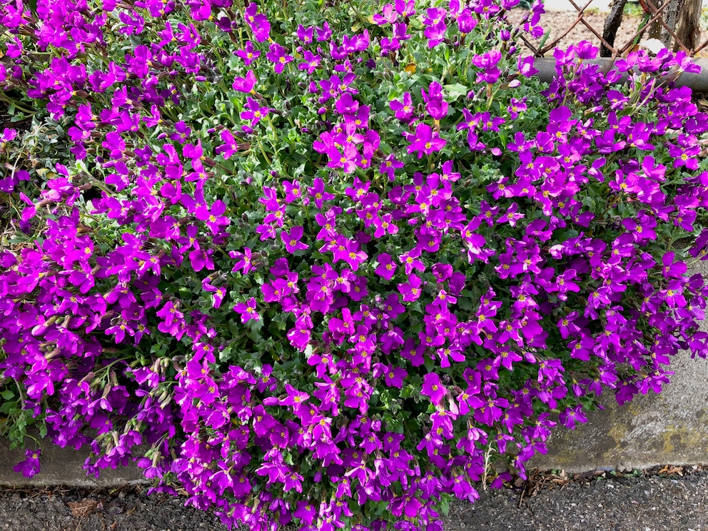 Dalmatinerglockenblume (Campanula portenschlagiana) 