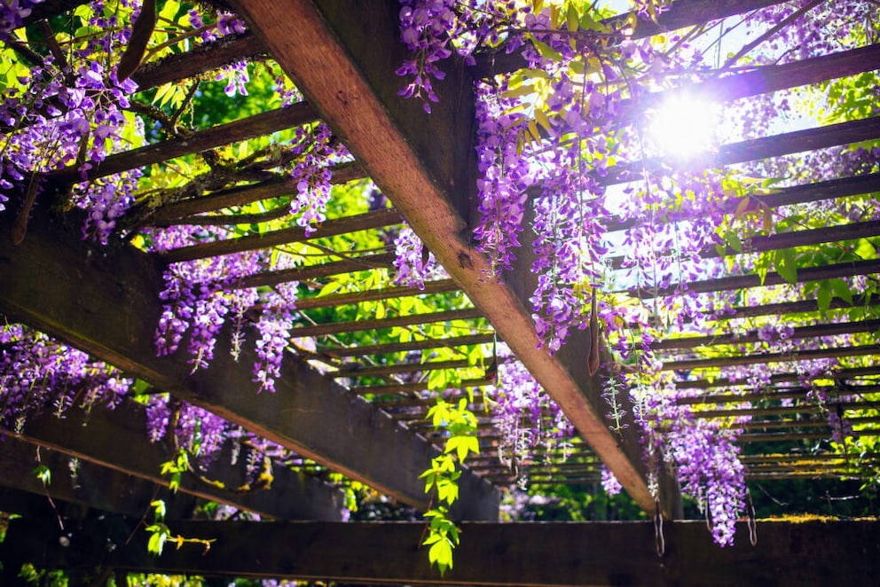 Wisteria