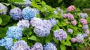 Hortensien gibt es verschiedenen Farben, allesamt sind sehr beliebt