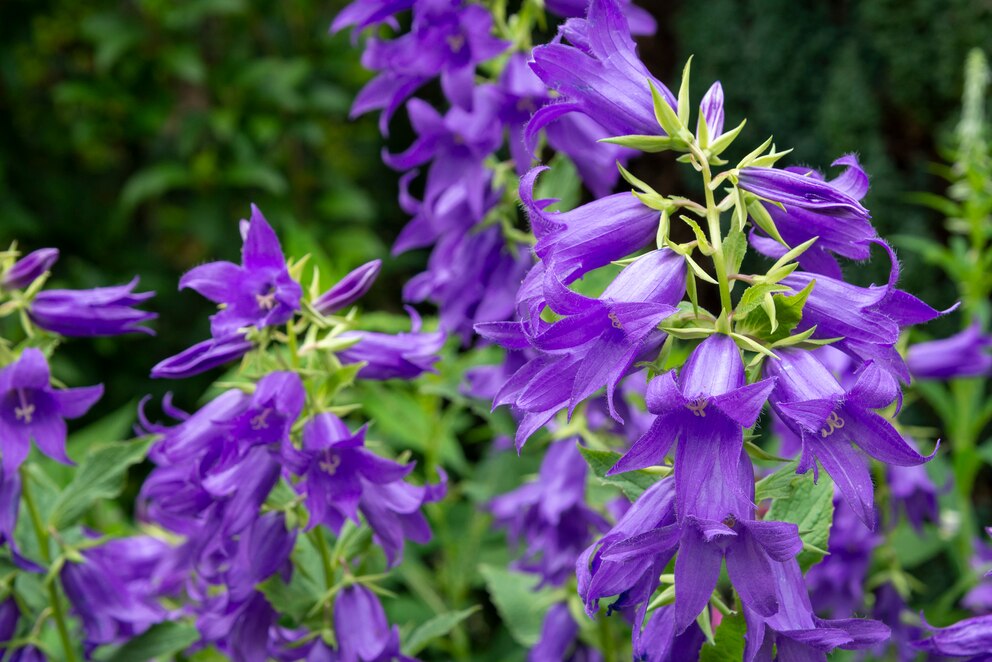 Waldglockenblume (Campanula Latifolia)