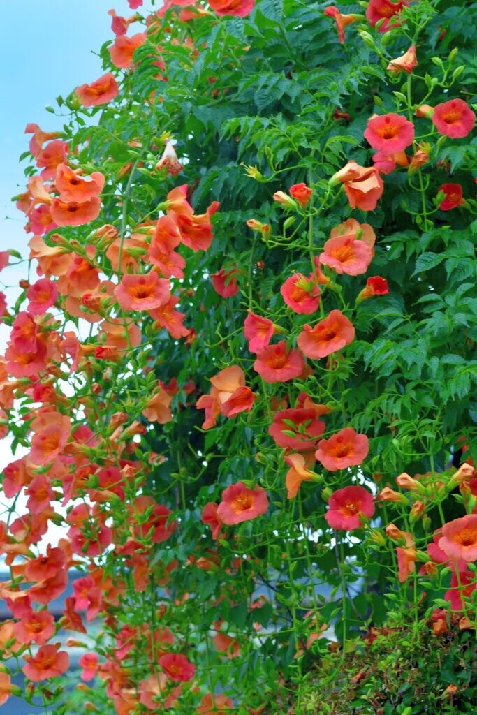 Trumpet Vine