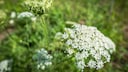 Der Riesenbärenklau ist eine der giftigen Pflanzen, die auch im Garten vorkommen