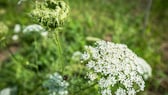 Der Riesenbärenklau ist eine der giftigen Pflanzen, die auch im Garten vorkommen