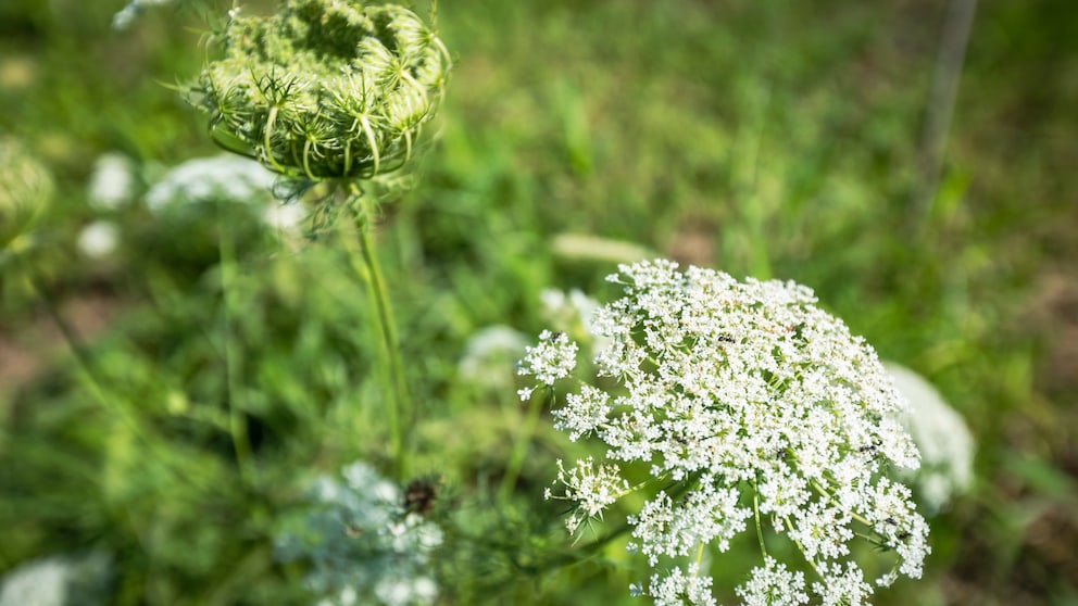 Der Riesenbärenklau ist eine der giftigen Pflanzen, die auch im Garten vorkommen