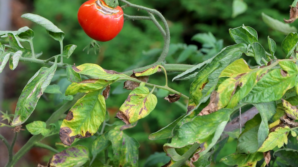 Gelbe Blätter Tomatenpflanze