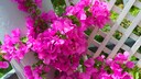 Bougainvillea