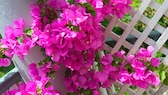 Bougainvillea