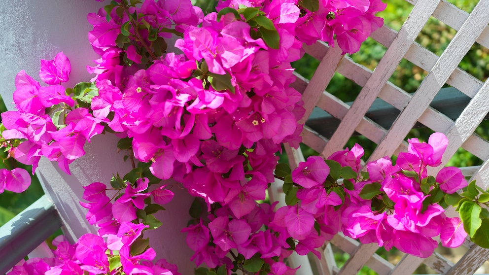 Bougainvillea