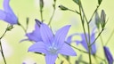 Wiesen-Glockenblume