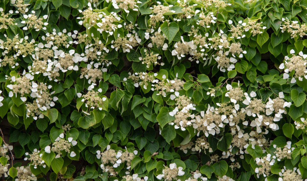 Climbing Hydrangea