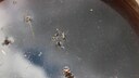 Verschiedene Mückenlarven legen in Stillgewässern ihre Eier ab. Auch die Regentonne ist eine willkommene Kinderstube für die Insekten