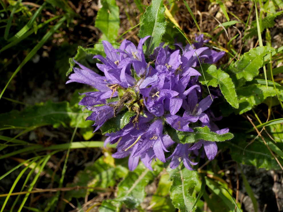 Knäuelglockenblume (Campanula glomerata)