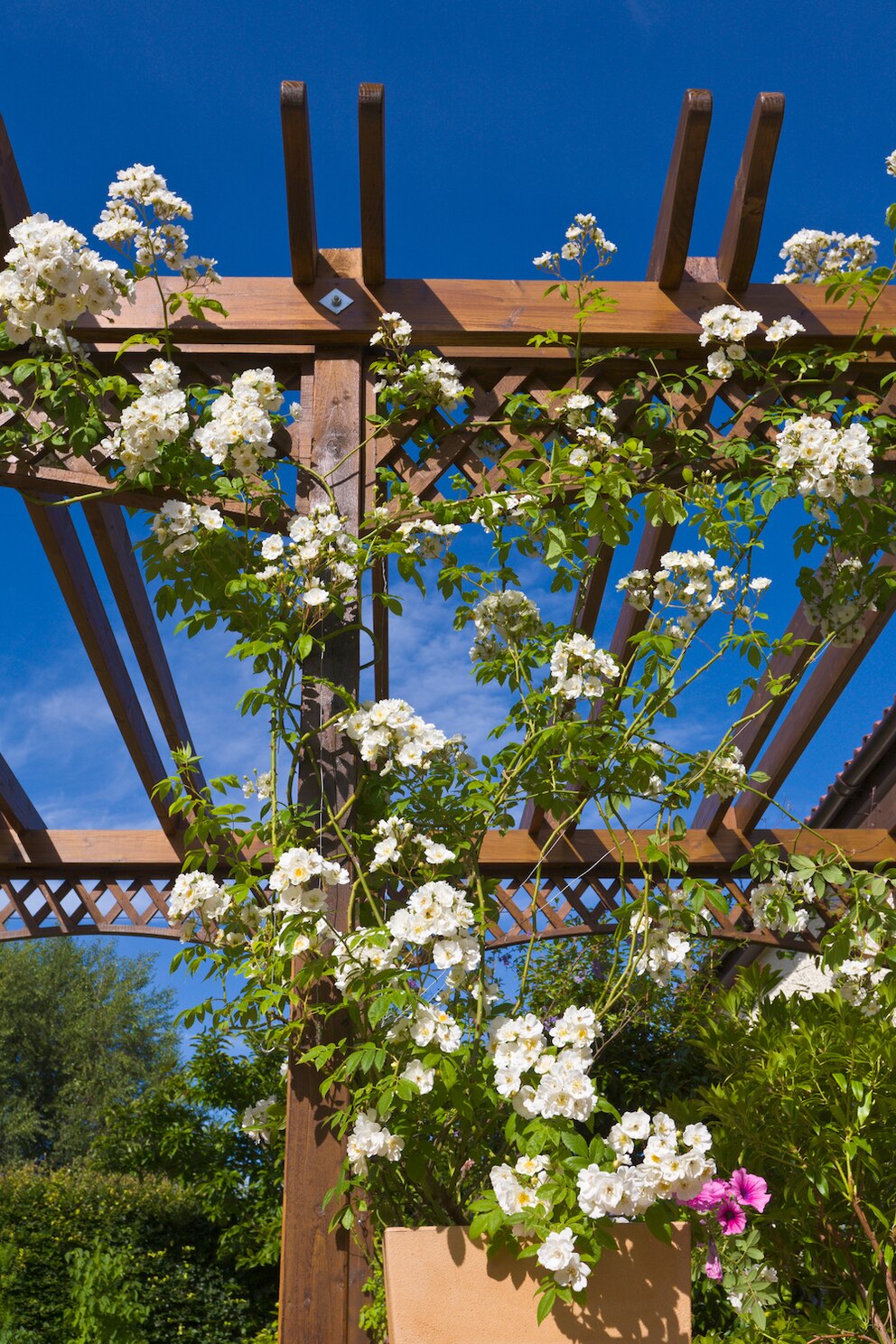 Verleiht jedem Garten ein märchenhaftes Flair: die Ramblerrose