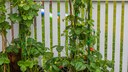 Klettererdbeeren bieten sich wunderbar für Gärten oder Balkone mit wenig Platz an