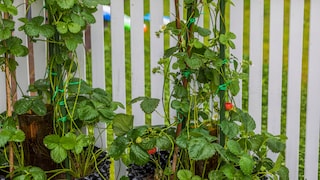 Klettererdbeeren bieten sich wunderbar für Gärten oder Balkone mit wenig Platz an