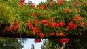 Jasmintrompete