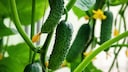 Je nach Sorte und Anbauform müssen auch Gurken ähnlich wie Tomaten ausgegeizt und beschnitten werden