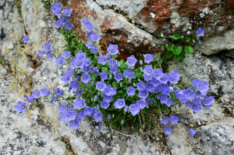 Zwergglockenblume