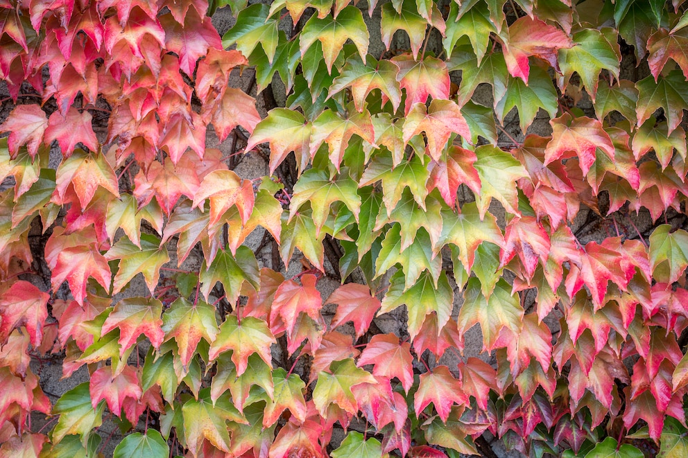 Wein zeichnet sich durch seine wunderschöne Herbstfärbung aus