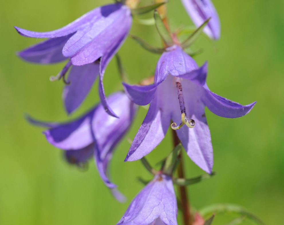 Ackerglockenblume (Campanula ranpuncoloides)