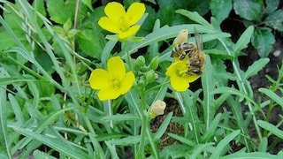 Rucola kann weiße oder gelbe Blüten ausbilden